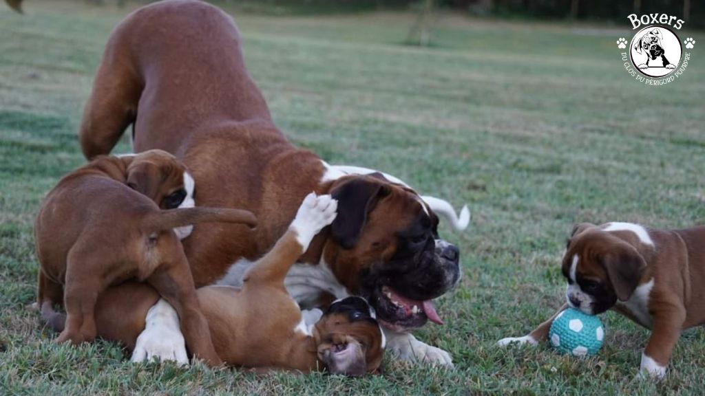 Publication : du Clos du Périgord Pourpre Auteur : Patricia Lieffler