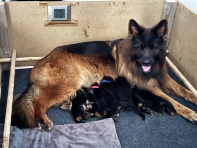 Les chiots de Berger Allemand Poil Long