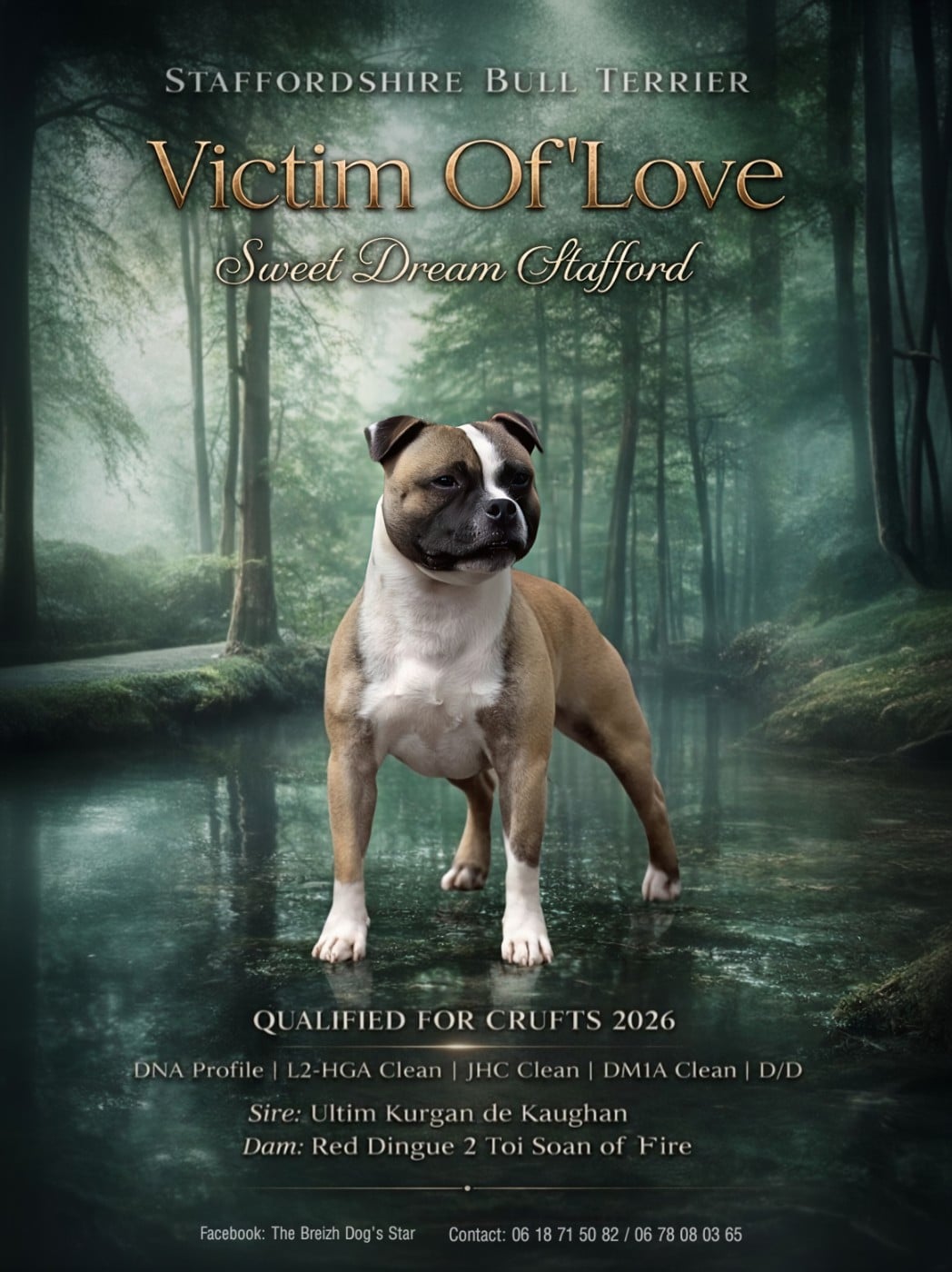Victim of' love Sweet Dream Stafford