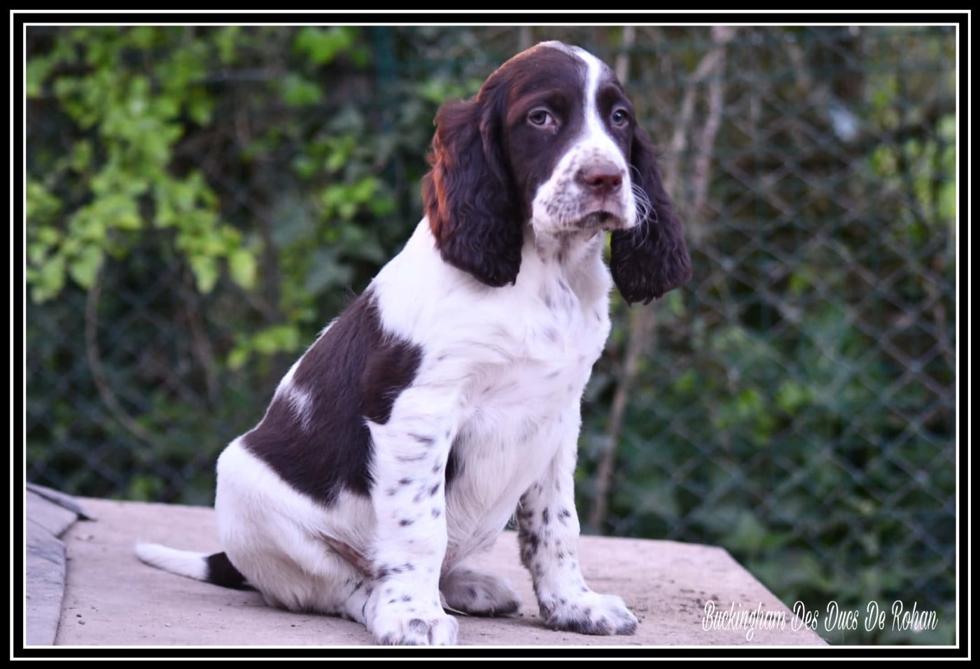 Buckingham Des Ducs De Rohan - Epagneul Français