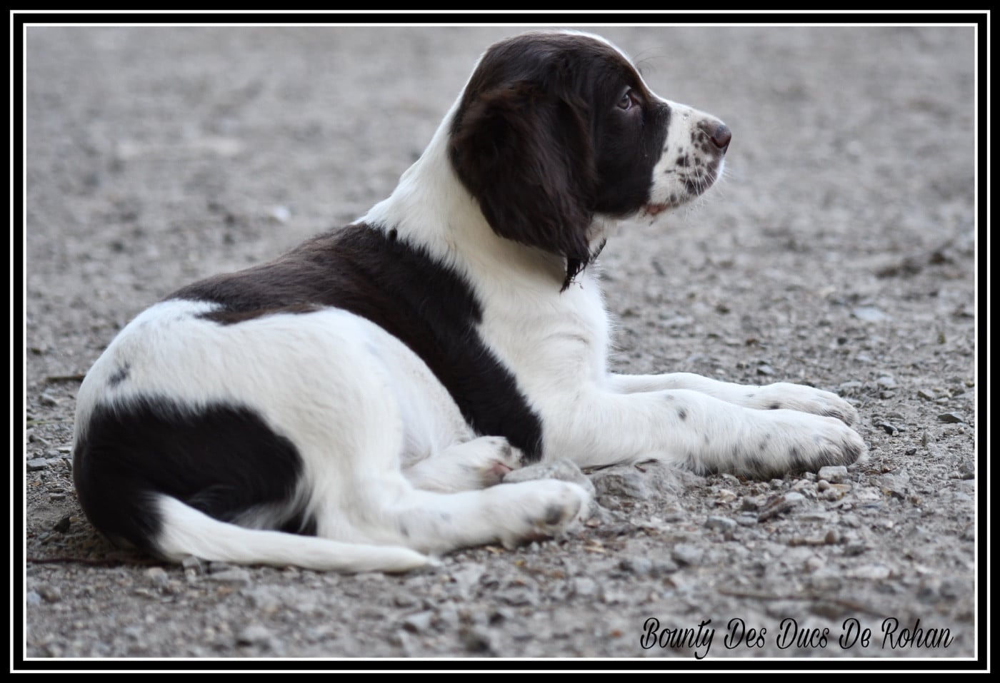 Bounty Des Ducs De Rohan - Epagneul Français