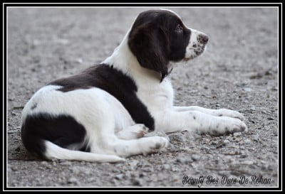 Bounty Des Ducs De Rohan - Epagneul Français