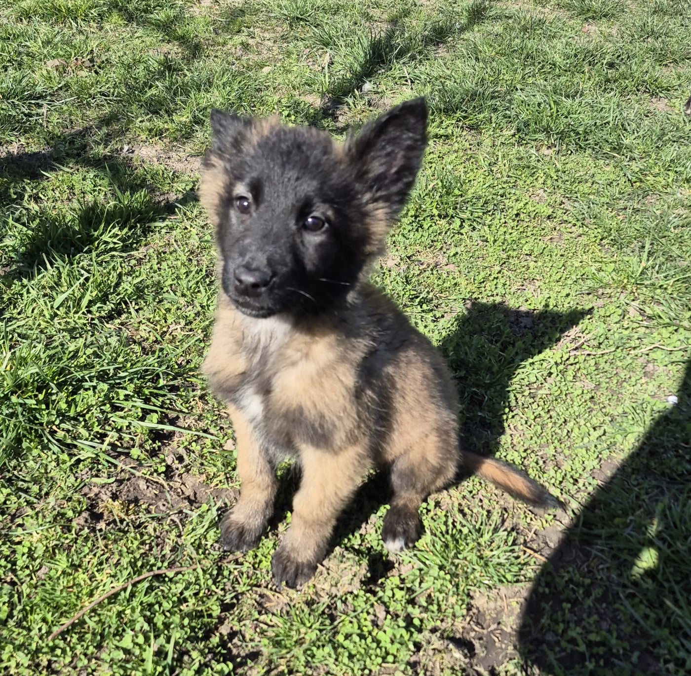 Chiot N°1 - Berger Belge