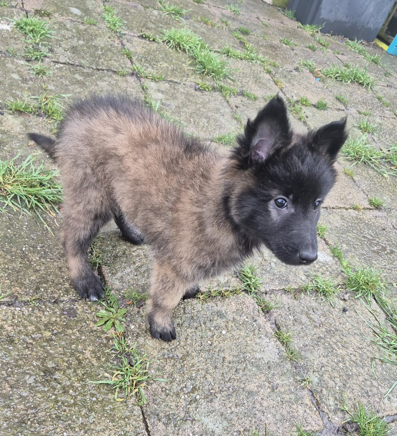 Chiot N°4 - Berger Belge