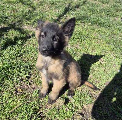 Les chiots de Berger Belge