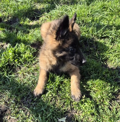 Les chiots de Berger Belge