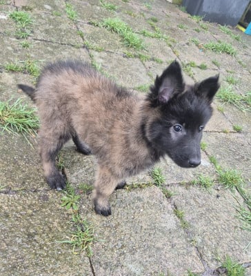 Les chiots de Berger Belge