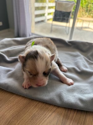 Les chiots de Berger Australien