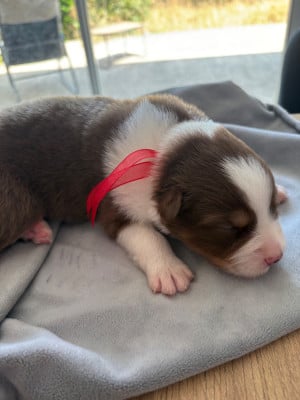 Les chiots de Berger Australien
