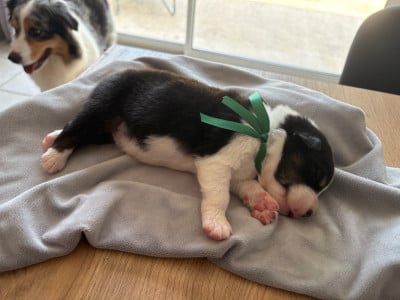 Les chiots de Berger Australien