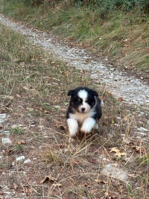 Les chiots de Berger Australien