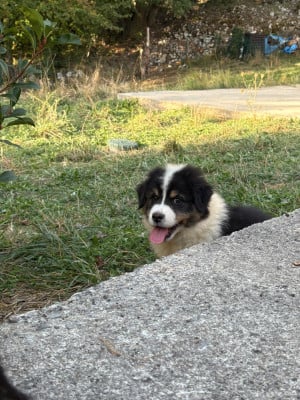 Les chiots de Berger Australien