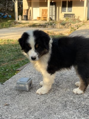 Les chiots de Berger Australien