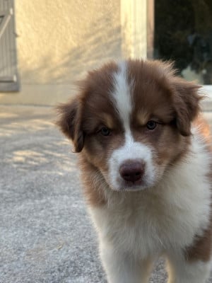 Les chiots de Berger Australien