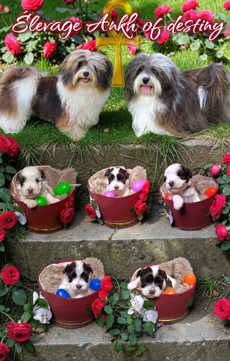 Bichon Havanais - Ankh Of Destiny