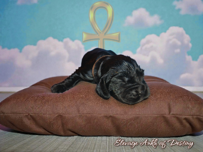 Les chiots de Cocker Spaniel Anglais