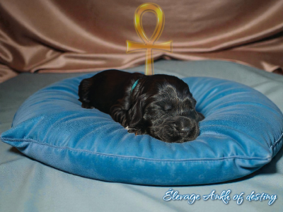 Les chiots de Cocker Spaniel Anglais