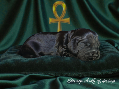 Les chiots de Cocker Spaniel Anglais