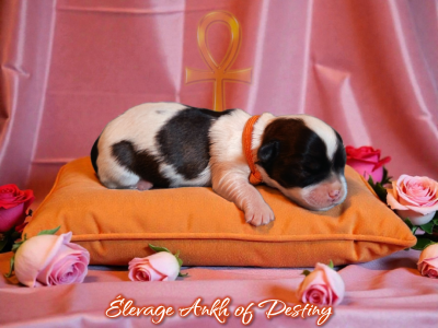 Les chiots de Bichon Havanais