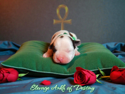 Les chiots de Bichon Havanais