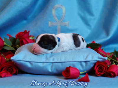 Les chiots de Bichon Havanais