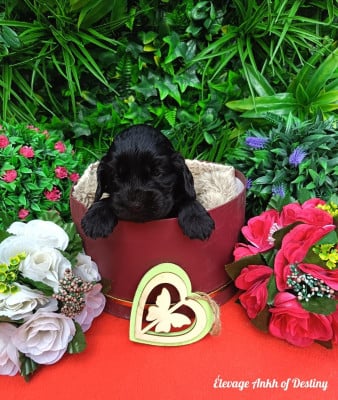 Les chiots de Cocker Spaniel Anglais