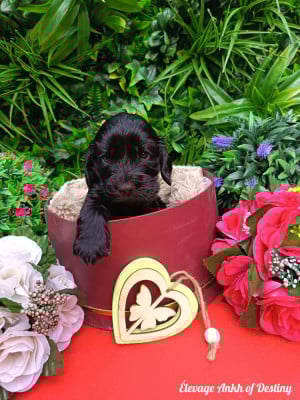 Les chiots de Cocker Spaniel Anglais