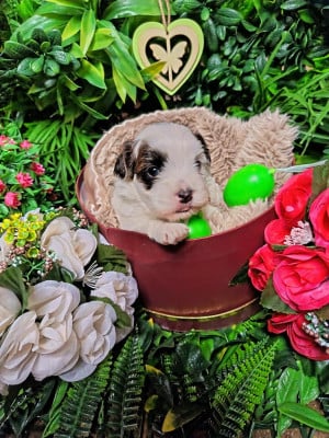 Les chiots de Bichon Havanais
