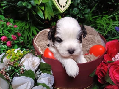 Les chiots de Bichon Havanais