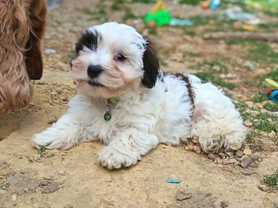 Les chiots de Bichon Havanais