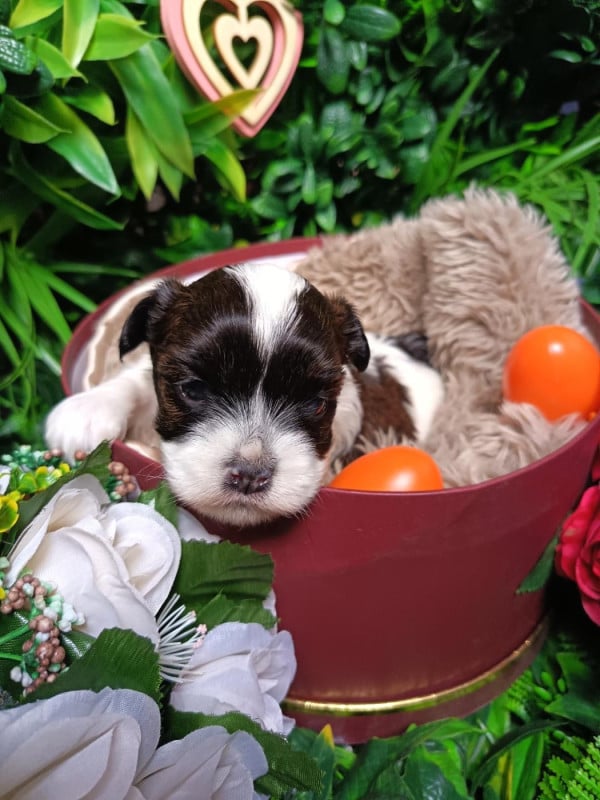 Bichon Havanais - Ankh Of Destiny