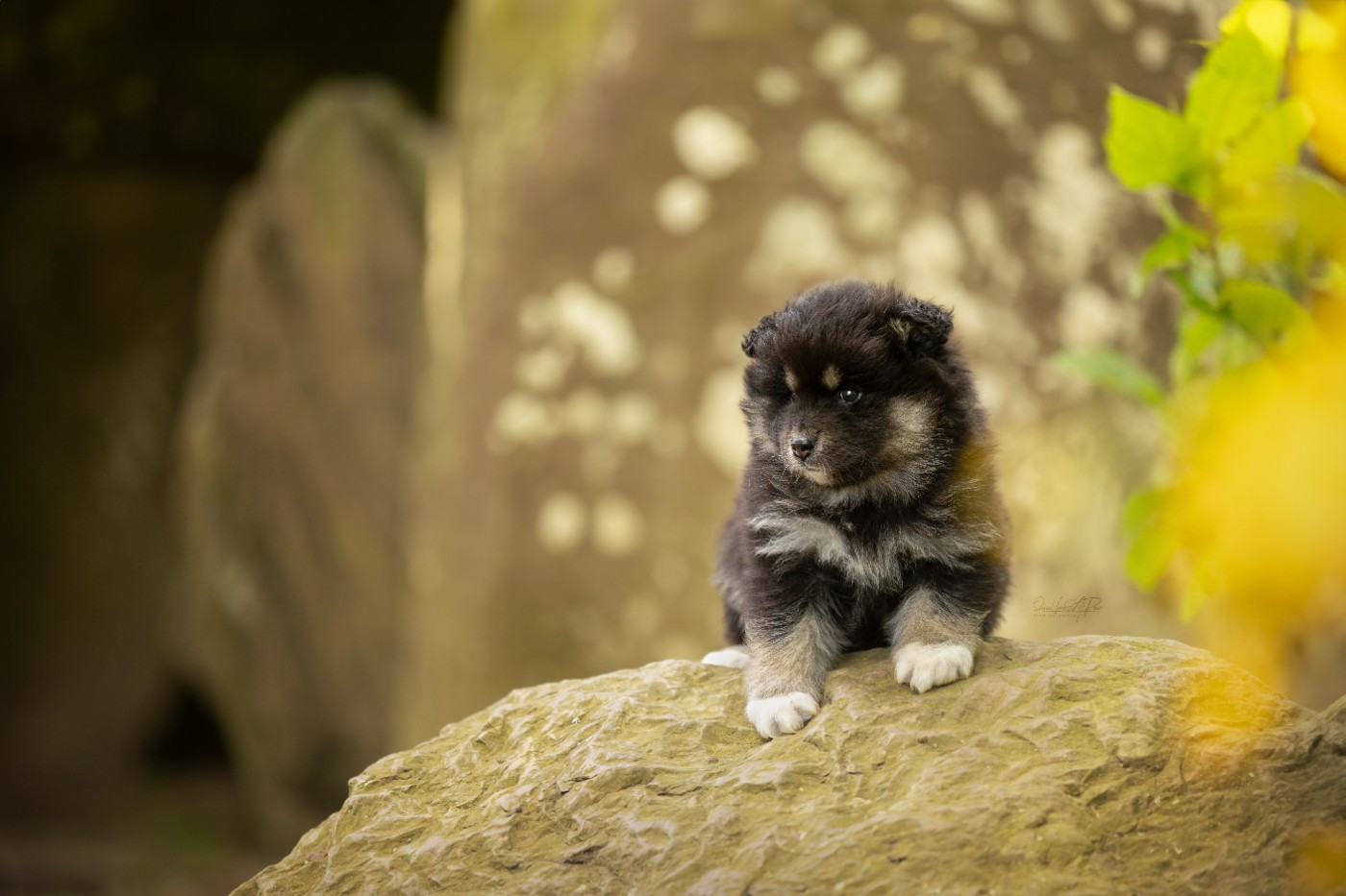 VIKING IVAR Des Gardiens De La Laponie
