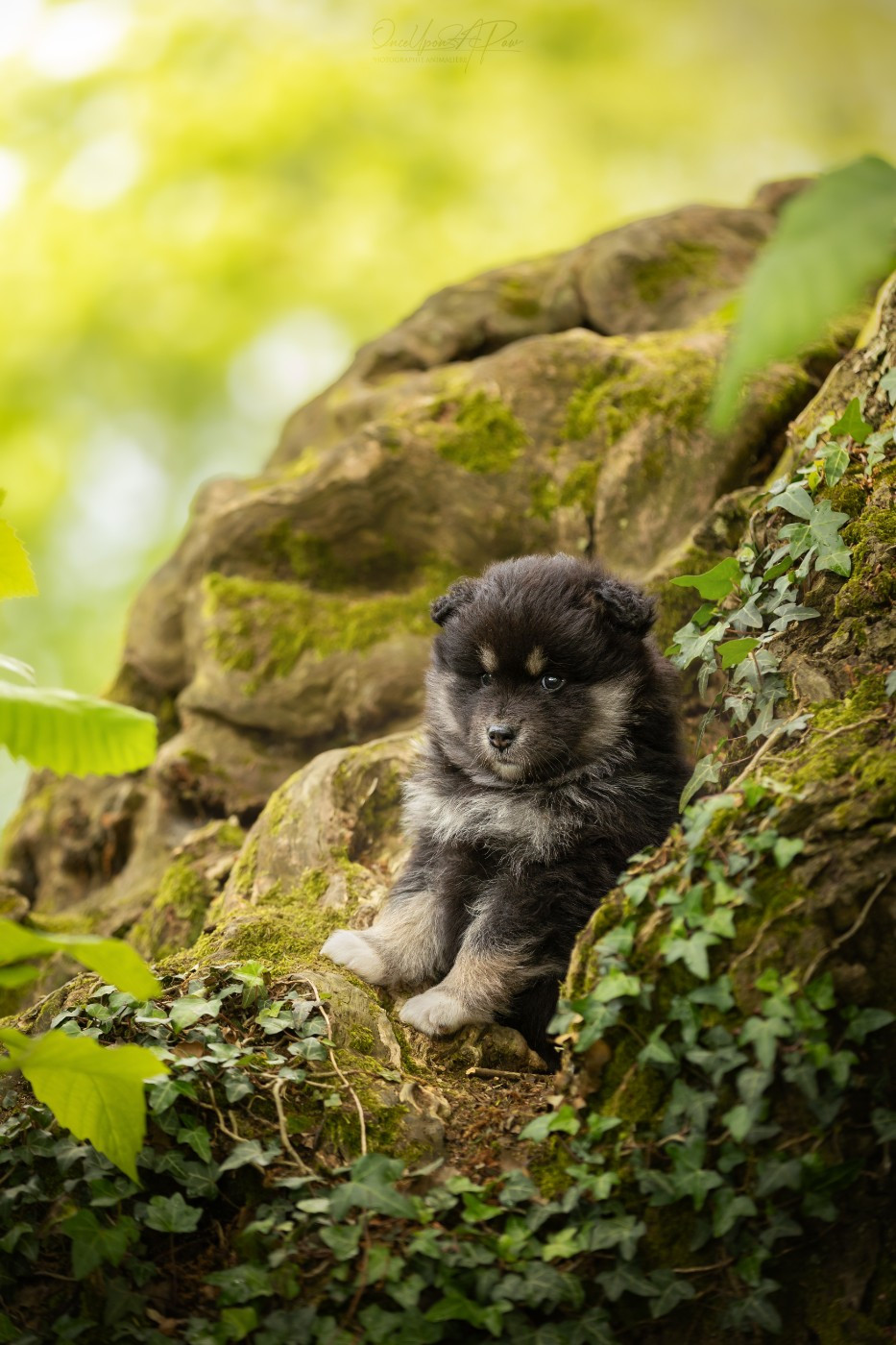 VIKING IVAR Des Gardiens De La Laponie