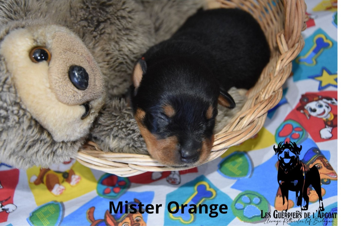 Collier Orange
