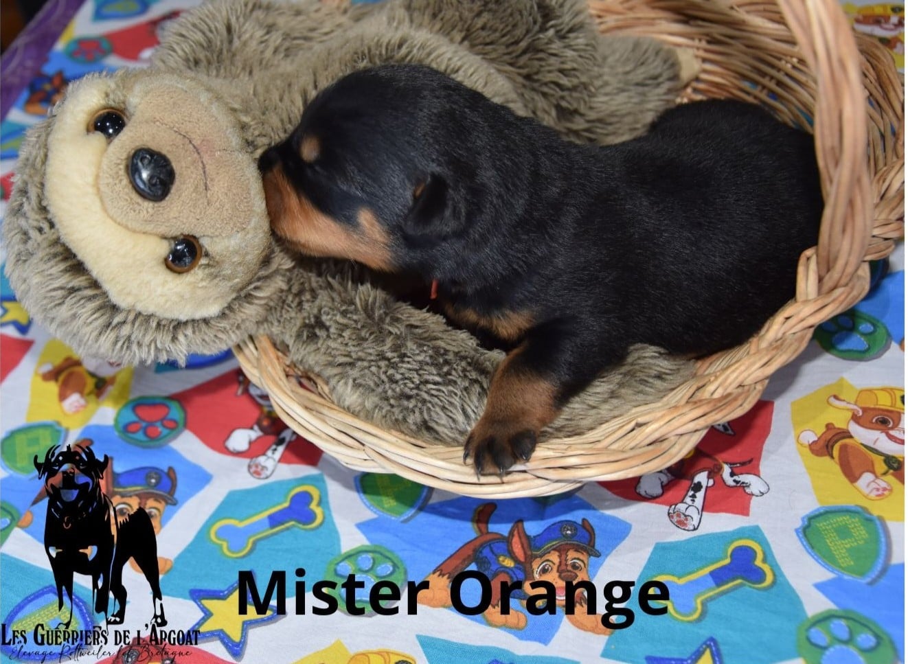 Collier Orange