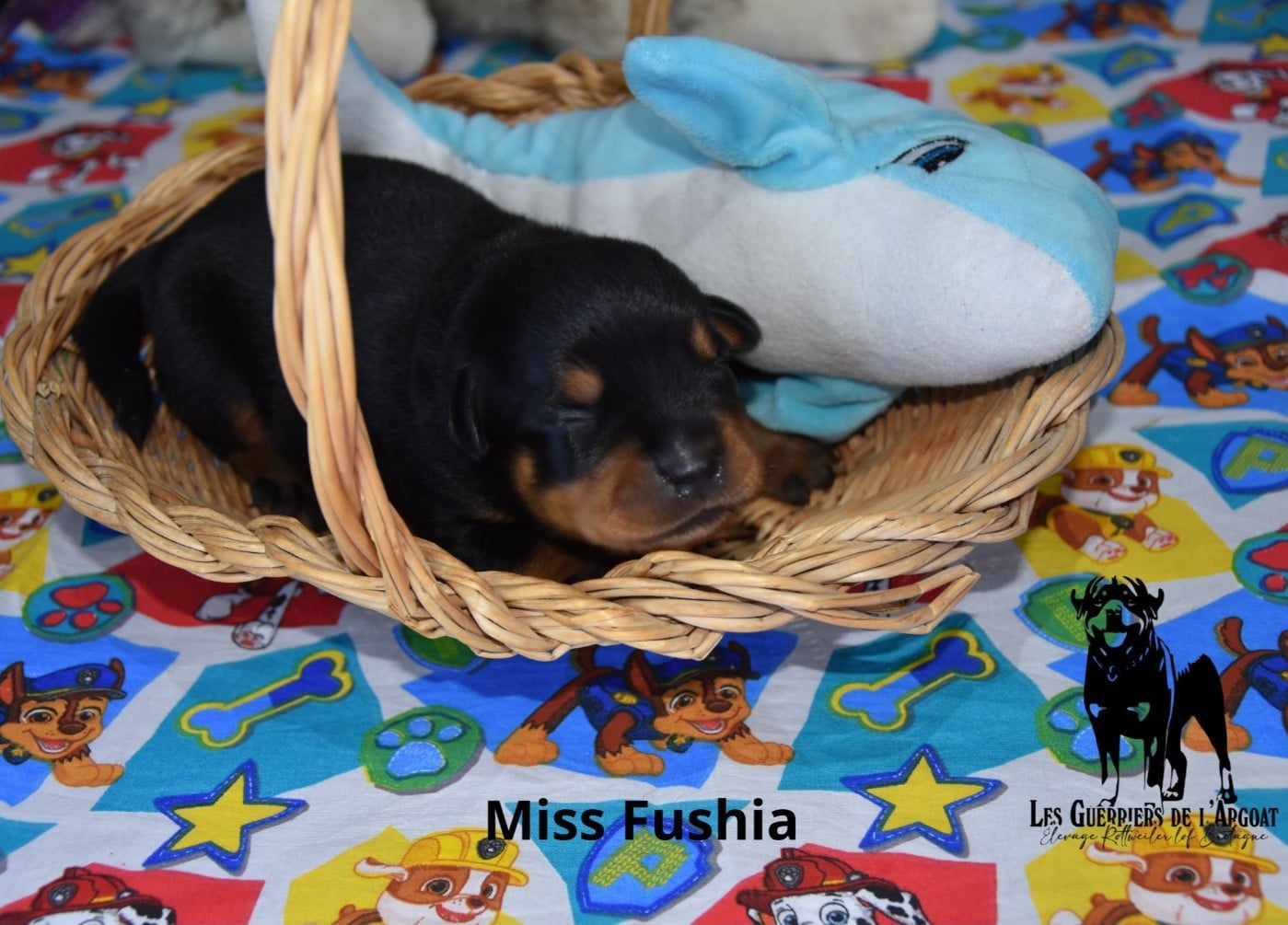 Miss Fushia