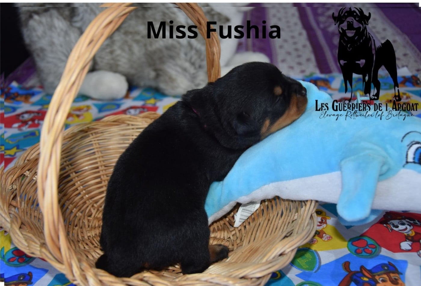 Miss Fushia