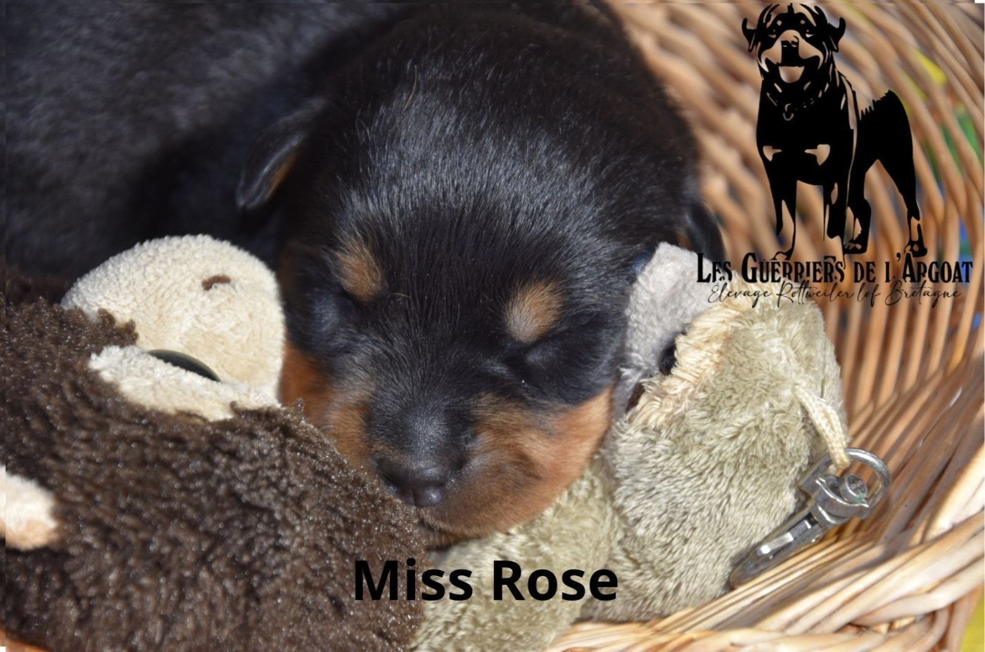 Miss Rose