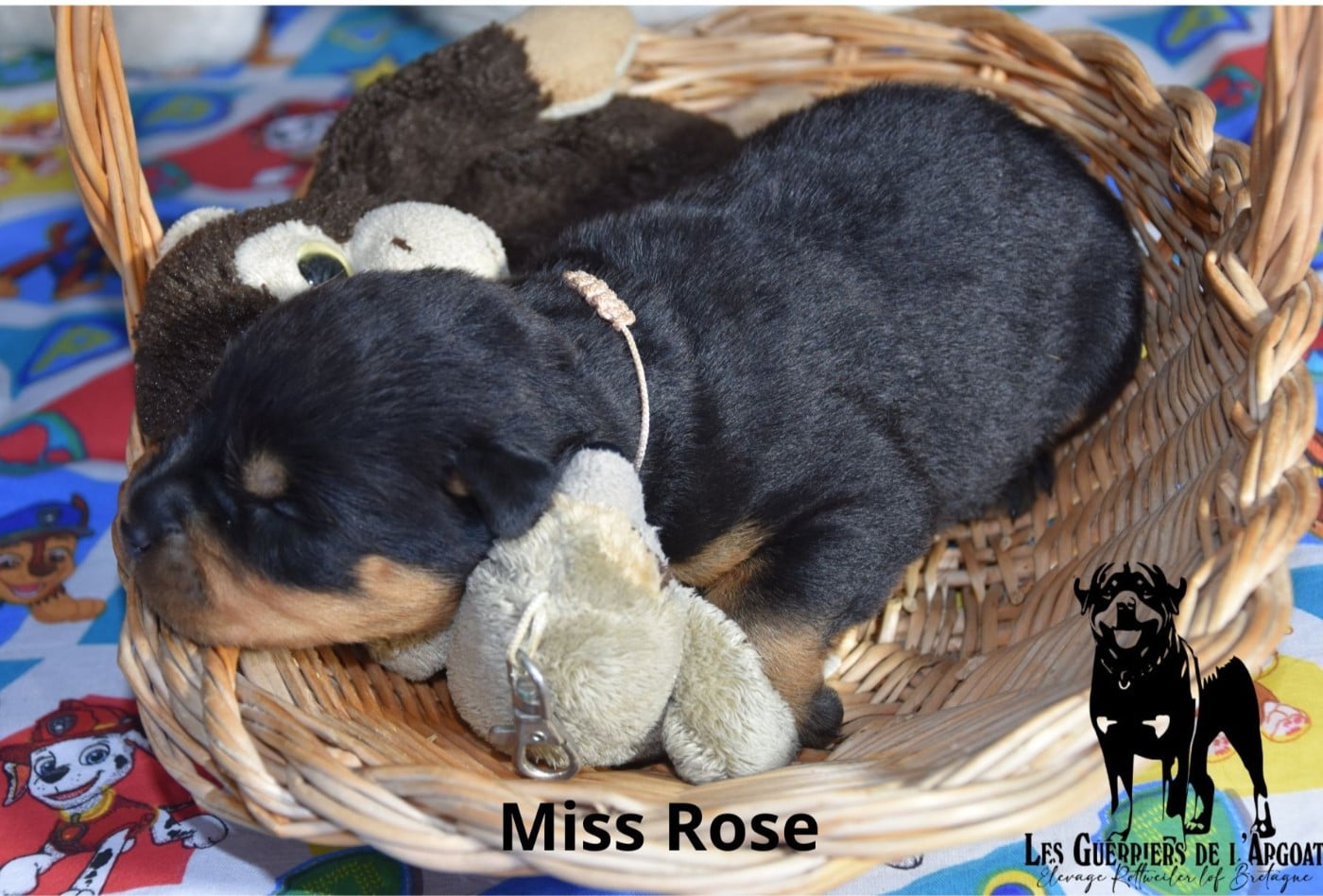 Miss Rose