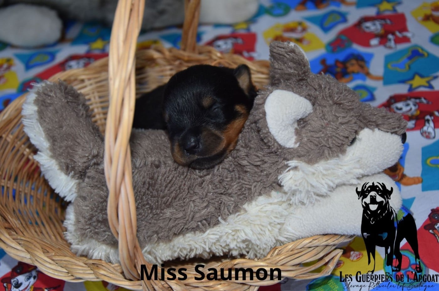 Miss Saumon