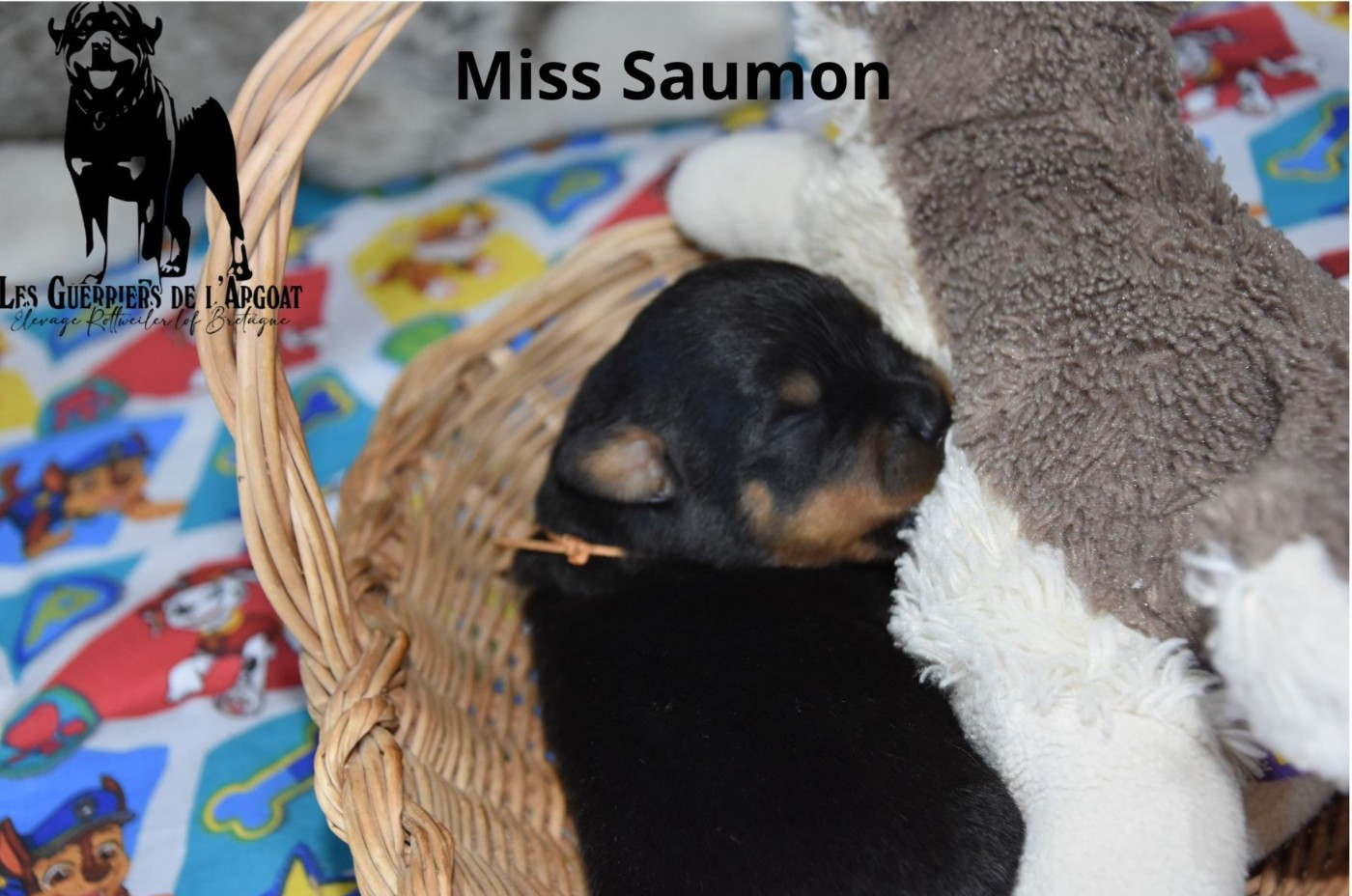 Miss Saumon