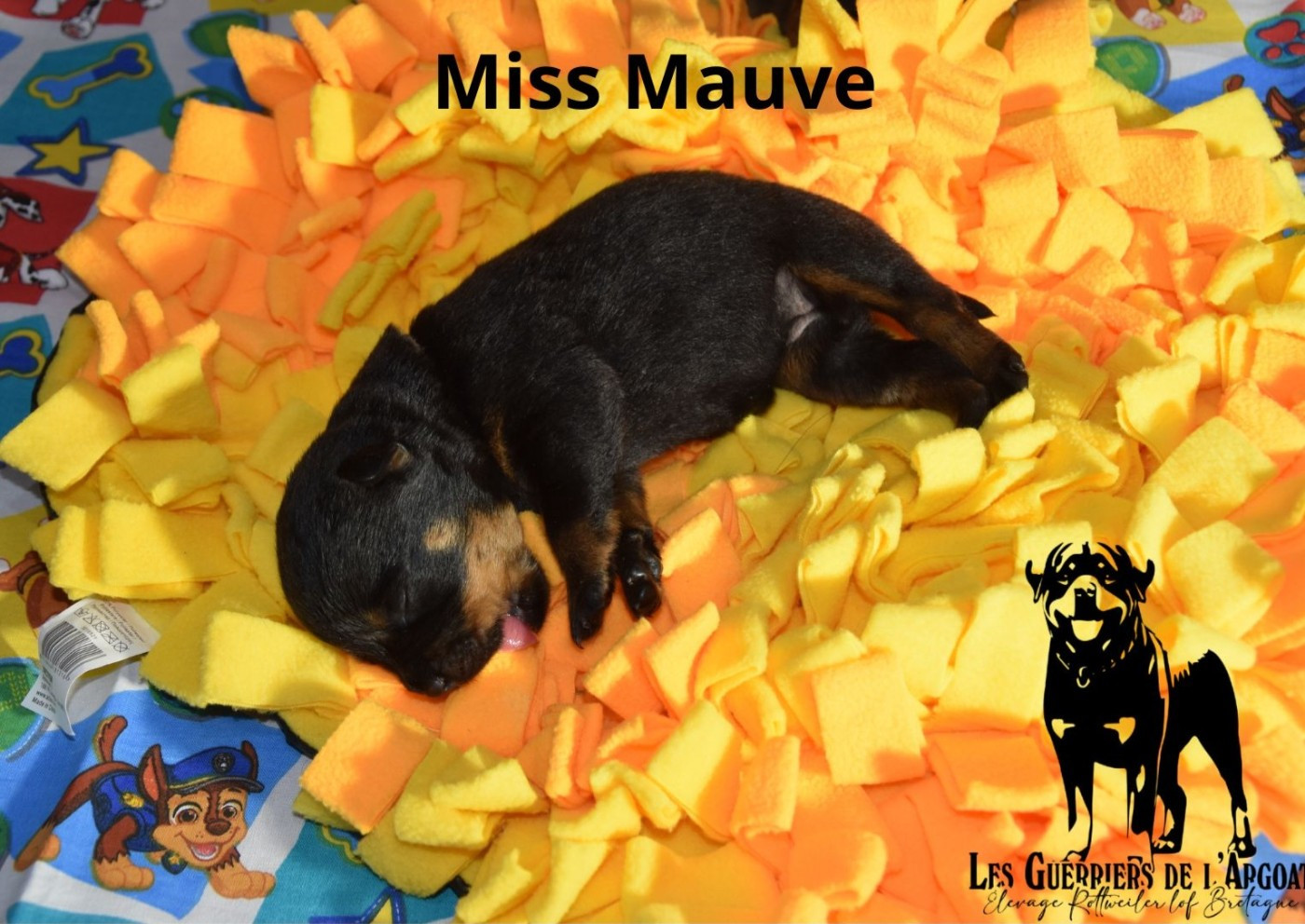 Miss Mauve