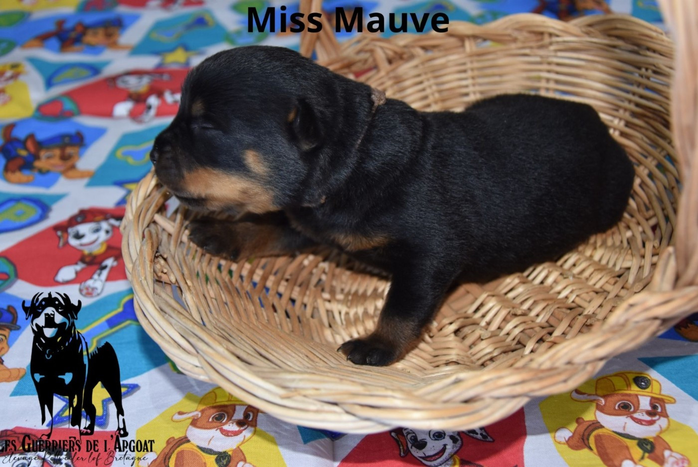 Miss Mauve