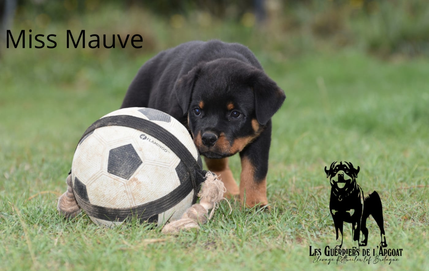 BAYA (Miss Mauve)