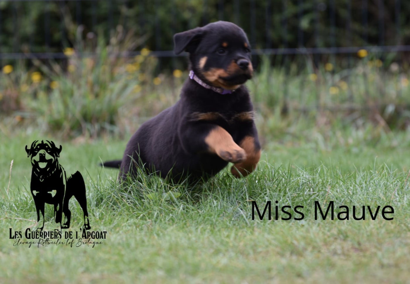 BAYA (Miss Mauve)