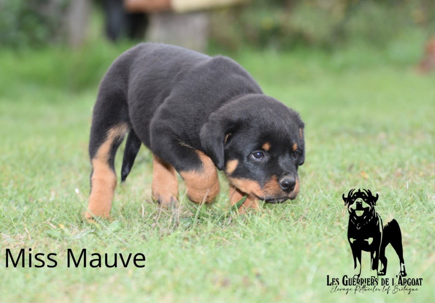 BAYA (Miss Mauve)