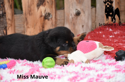 Les chiots de Rottweiler