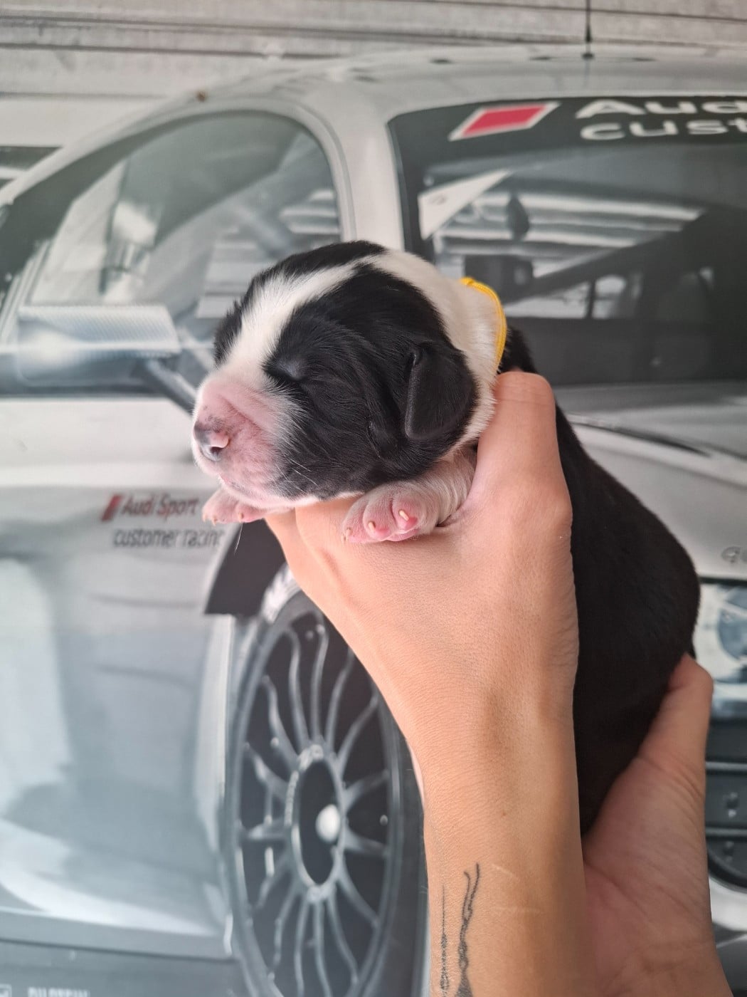 CHIOT 1