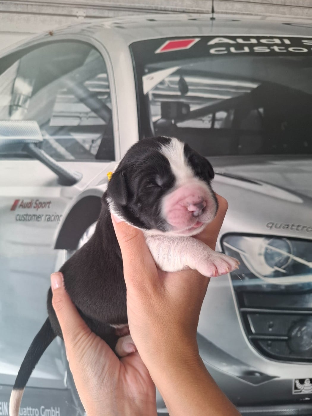 CHIOT 1