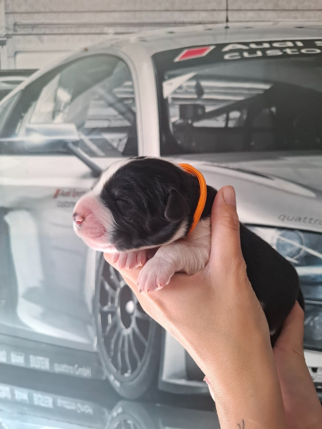 CHIOT 2